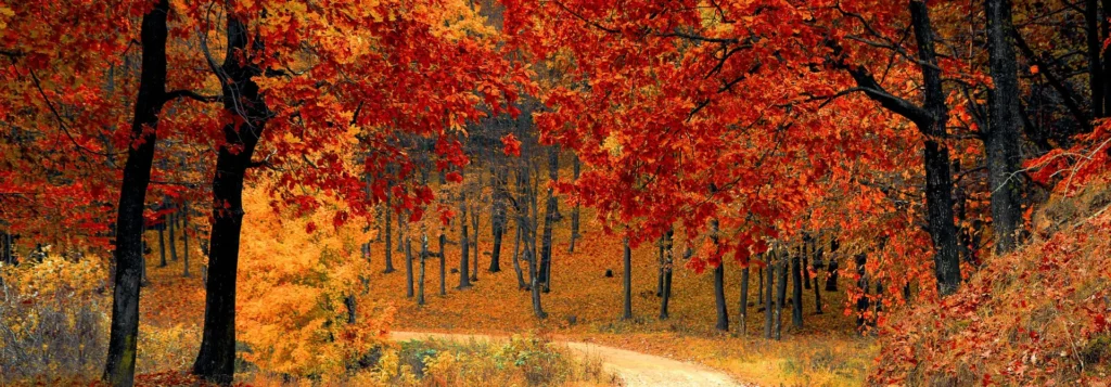 bos in herfstkleuren ter inspiratie voor warme kleuren in huis