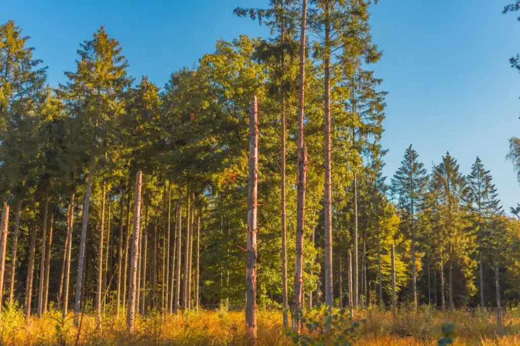 Ontwikkelingen in het onderzoek naar gezonde bodems voor klimaat robuuste bossen